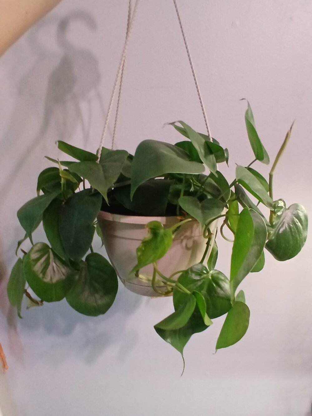Heartleaf Philodendron